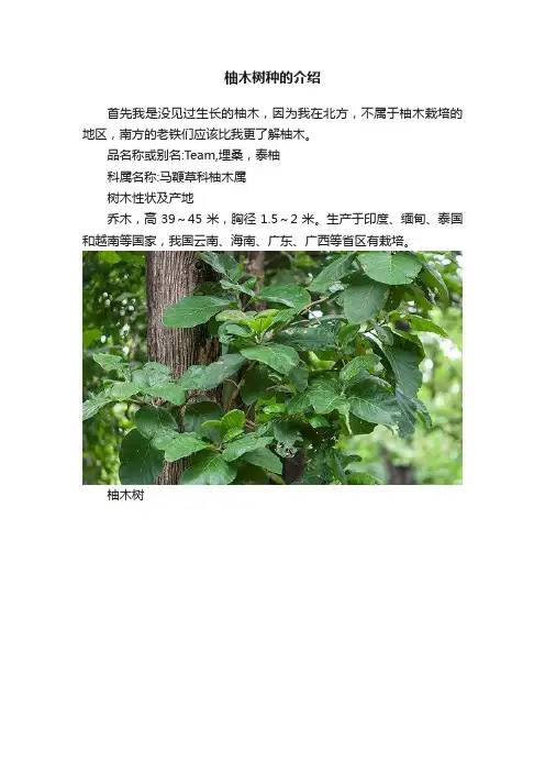 柚木树种的介绍