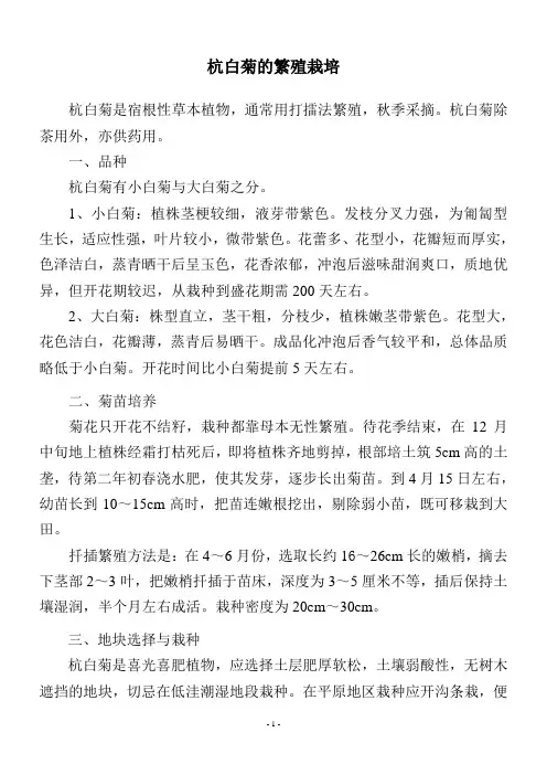 杭白菊的繁殖栽培