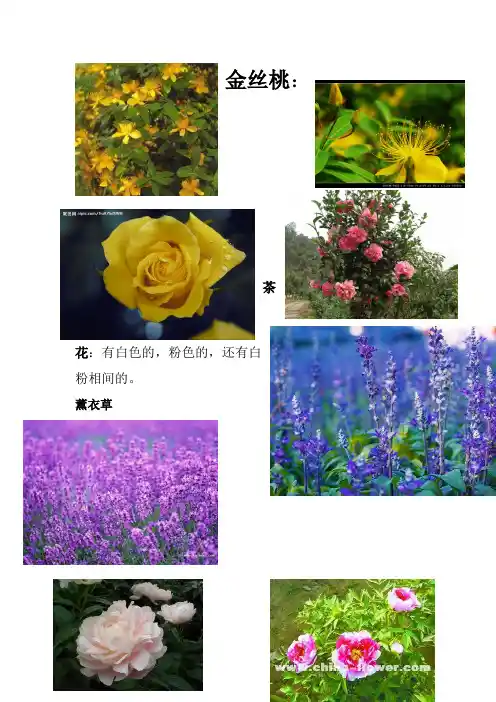 花圃表
