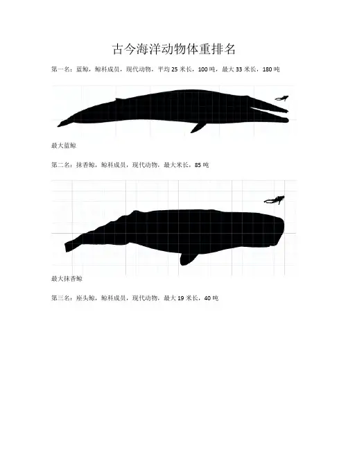 海洋动物体重排名(1)