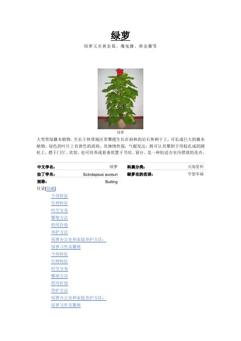 绿萝