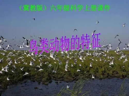 3 鸟类动物的特征1