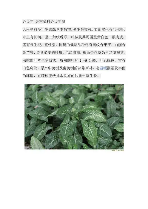 公园植物(带图)