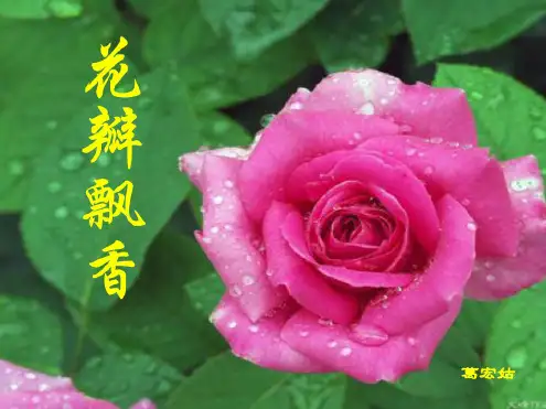 三年级语文花瓣飘香