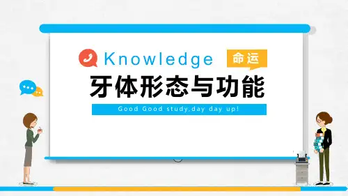 牙体形态与功能