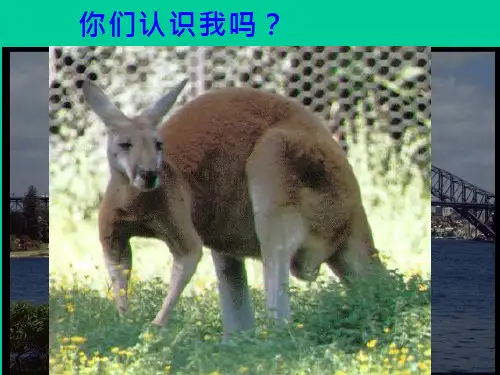 初中地理《澳大利亚(2)》优质教学课件设计