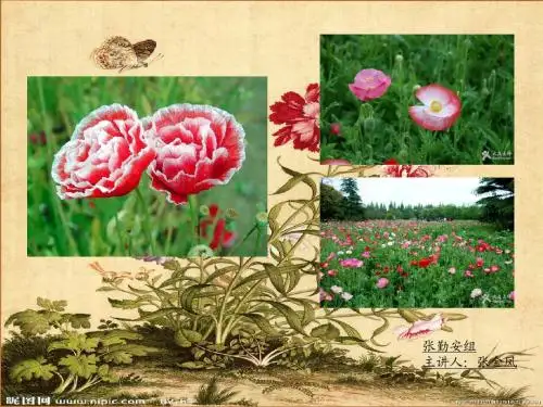 《虞美人》  课堂教学PPT