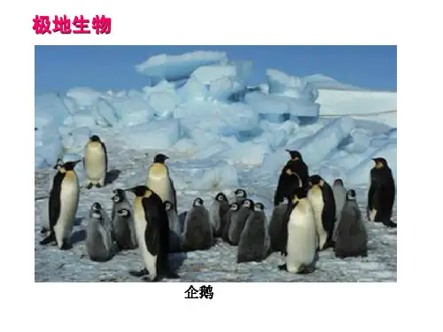 人教版七年级下册地理：第十章极地地区(共31张PPT)