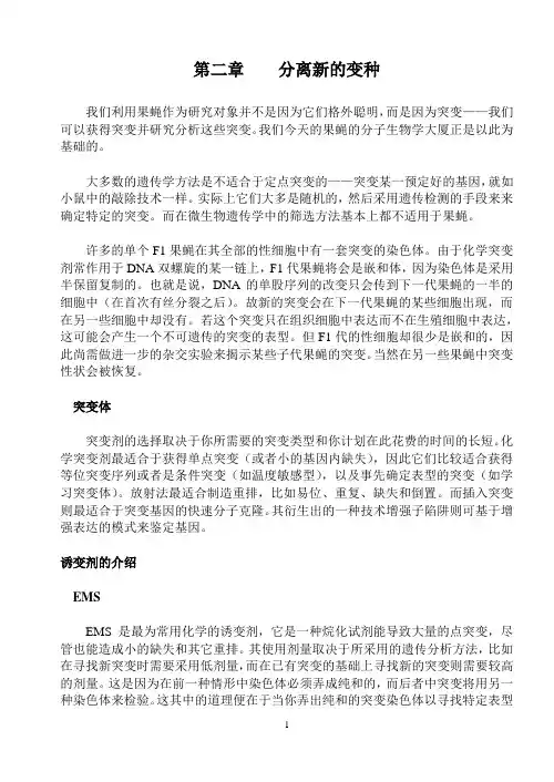 果蝇遗传经典fly pushing(中文版)2