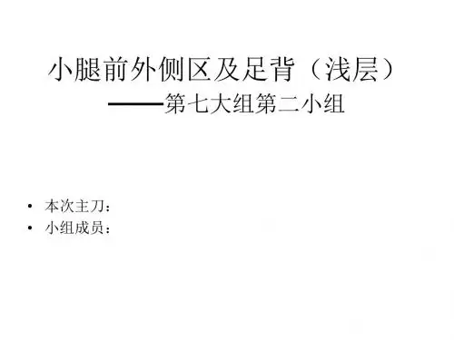 小腿前外侧区,足部解剖浅层-医学精品