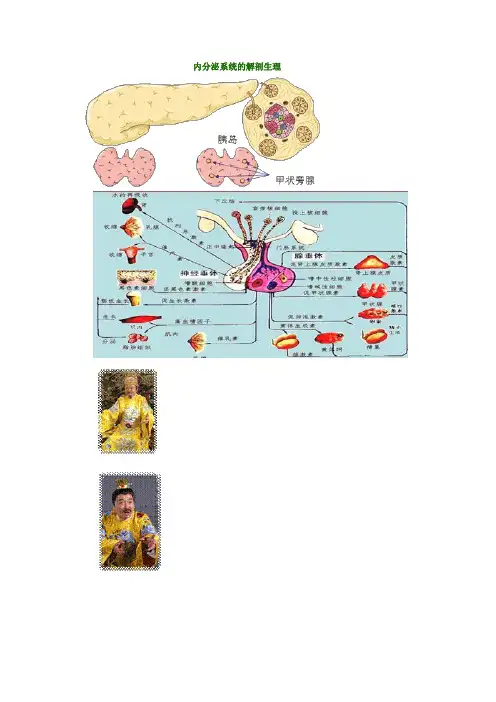 内分泌系统的解剖生理