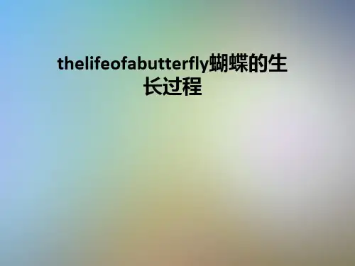 thelifeofabutterfly蝴蝶的生长过程