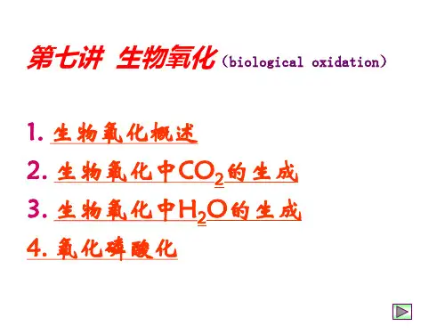 7生物氧化