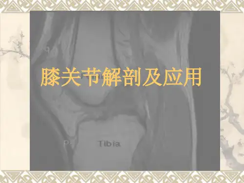 膝关节解剖及应用