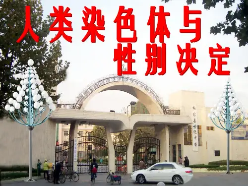 生物上册人类染色体与性别决定