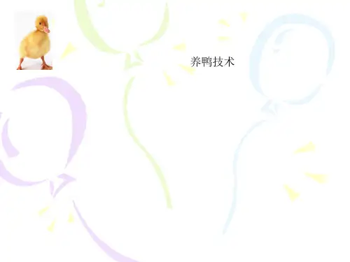 养鸭技术