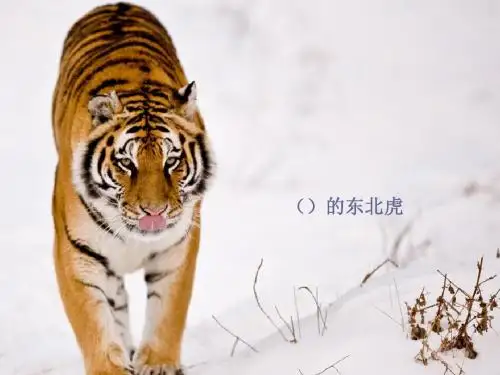 我的野生动物朋友们