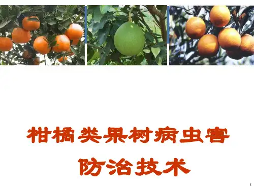 柑橘病虫害防治技术