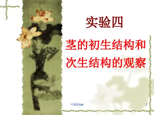 实验四_茎的初生结构和次生结构的观察OK