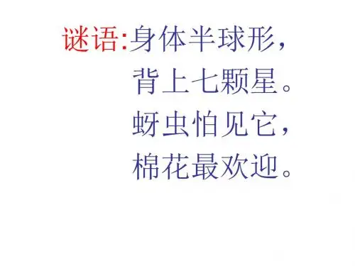 七星瓢虫_图文