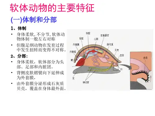 软体动物的主要特征