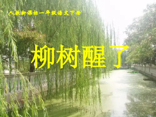 《柳树醒了》教学课件