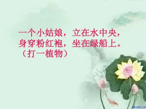 最新小学三年级语文下册 荷花 (1) ppt课件