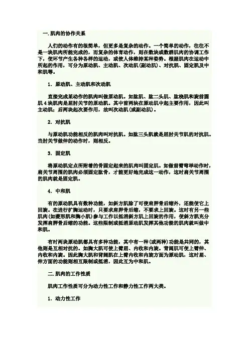 肌肉工作原理