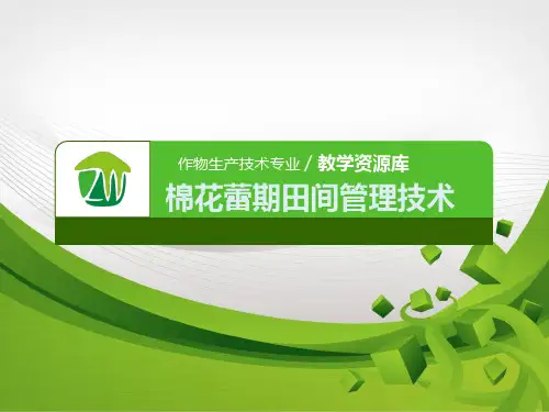 棉花蕾期田间管理技术.pptx
