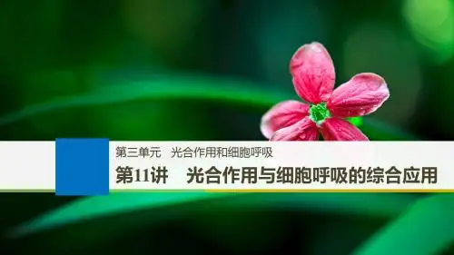 2019届高三一轮复习备考生物苏教专版一体资料课件:第三单元 光合作用和细胞呼吸 第11讲