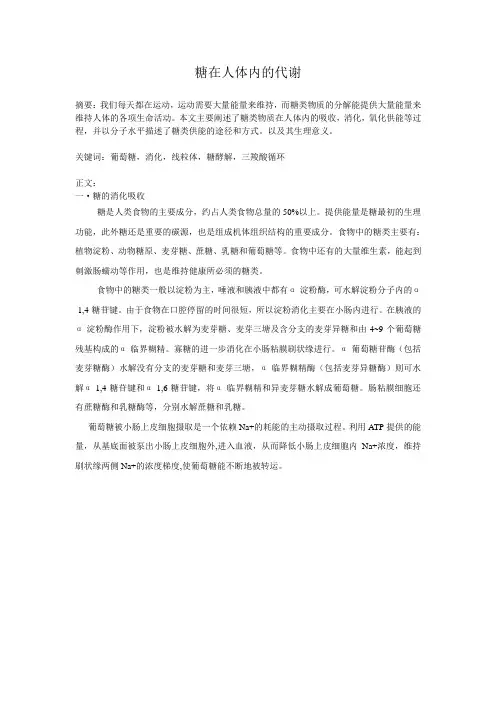 糖在人体内的代谢