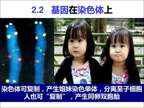 高一生物必修二课件：2.2+基因在染色体上+(共16张PPT)
