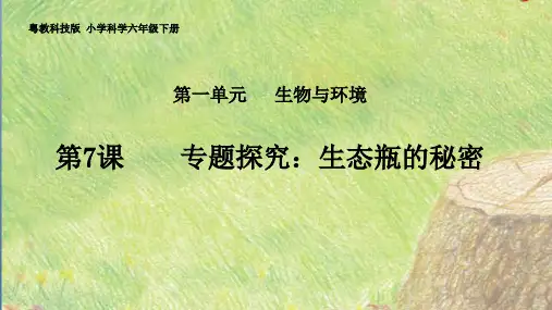 粤教版小学科学《专题探究-生态瓶的秘密》PPT课件详解1