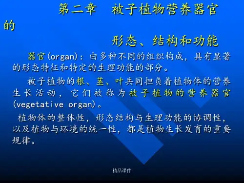 《植物根的结构》