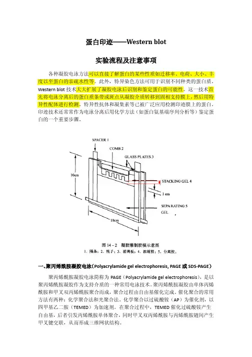 蛋白印迹——western-blot-实验流程及注意事项
