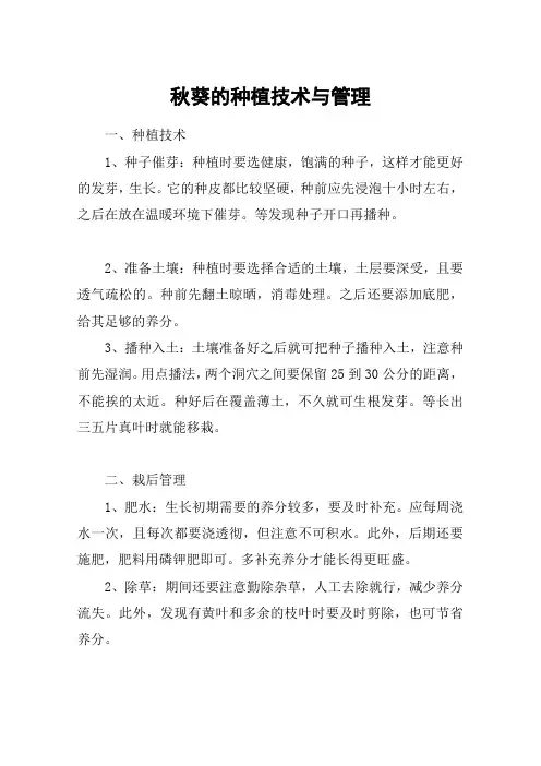 秋葵的种植技术与管理