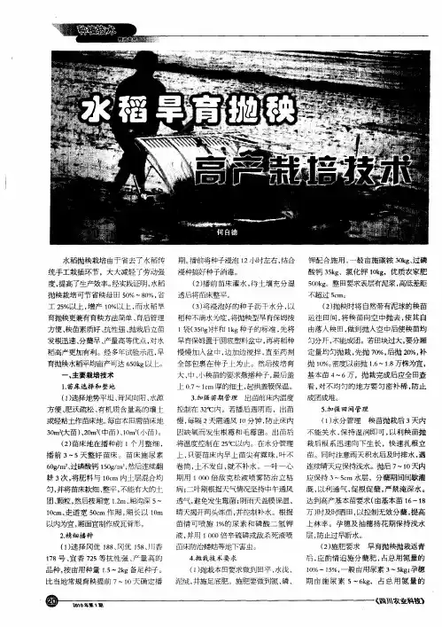 水稻旱育抛秧高产栽培技术
