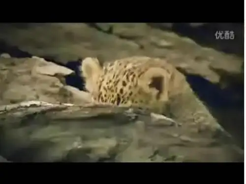 【最新】牛津译林版八年级英语上册Unit5 Wild animals-Integrated skills 公开课课件