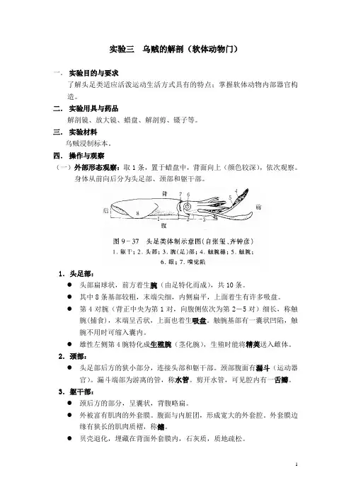 大学动物学课件——实验3 乌贼的解剖(软体动物门)
