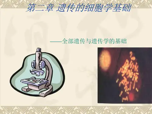 遗传学第二章 遗传的细胞学基础s