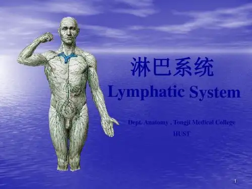 淋巴系统ppt课件