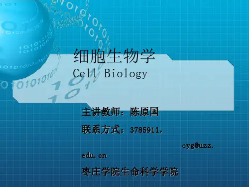 真核细胞内膜系统、蛋白质分选与膜泡运输  复
