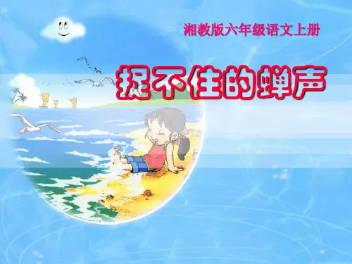 湘教版六年级语文上册《捉不住的蝉声》PPT课件(2篇)