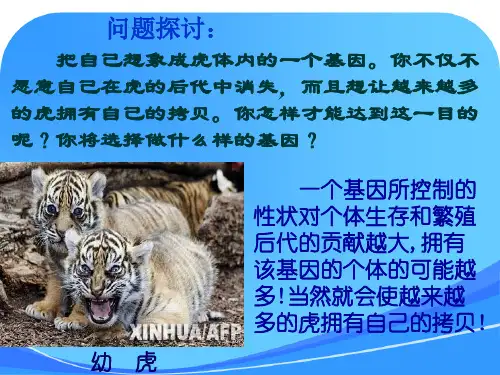 现代生物进化理论的主要内容-课件1