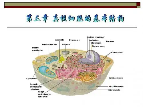 细胞生物学第三章1-3节真核细胞的基本结构