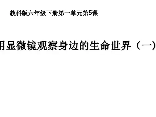 六年级下册科学课件1.5用显微镜观察身边的生命世界(一 )教科版(共18张PPT)