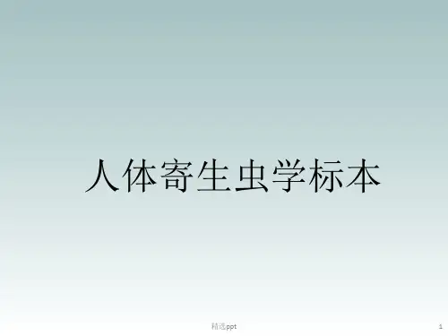 人体寄生虫图片