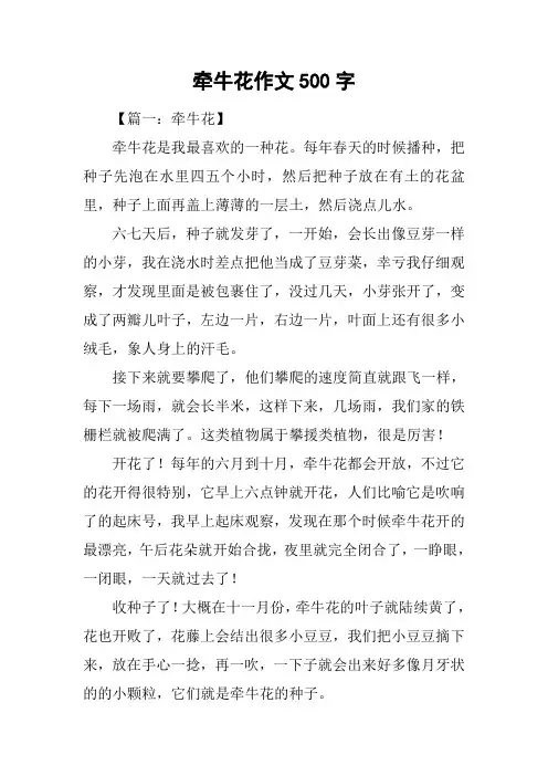 牵牛花作文500字