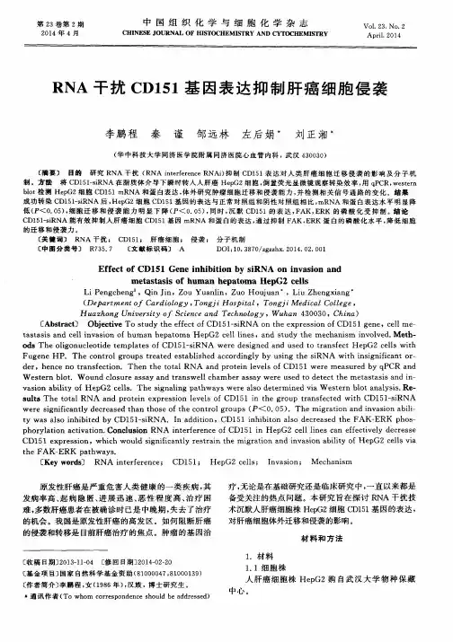 RNA干扰CD151基因表达抑制肝癌细胞侵袭