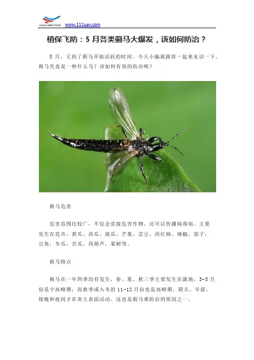 植保飞防：5月各类蓟马大爆发,该如何防治？